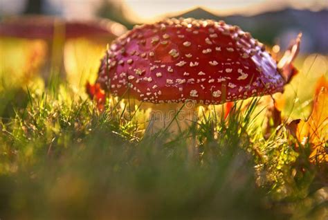 Amanita Mushroom In The Morning Sun Stock Image Image Of Nature