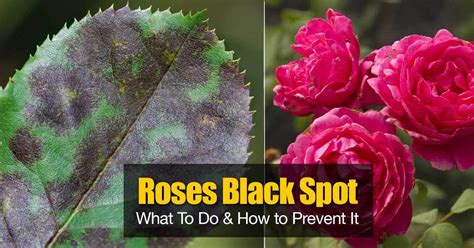 Generally, any black spots or discolored patches on your tongue should go away by themselves or when the underlying cause is addressed. Black Spot On Roses: What To Do And How to Prevent It