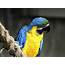 Cute Parrot Bird Photos 2013  Funny And Animals