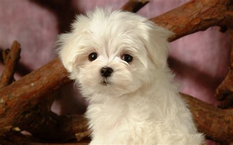 Lovely Little White Fluffy Puppy Wallpaper 25 Preview