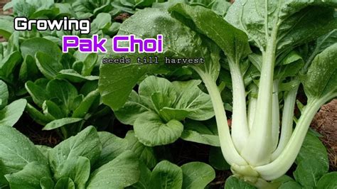 Brilliant Only 36 Days To Grow Pak Choi From Seeds How To Grow Pak