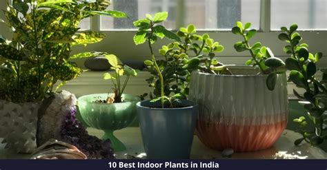 10 Best Indoor Plants In India 2021 Step Into Greenery