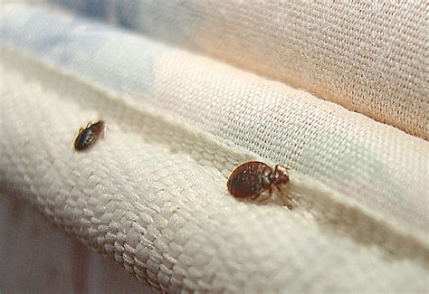 Information On Bed Bugs Dust Mites Allergies