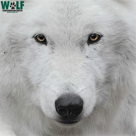 Facts about wolves, gray wolf, arctic wolf, red wolf. Wolf Conservation Center - YouTube