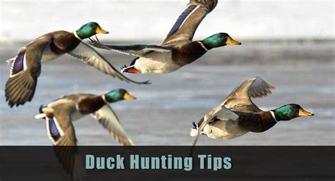 Duck Hunting 101 How To Hunt Ducks For Beginners