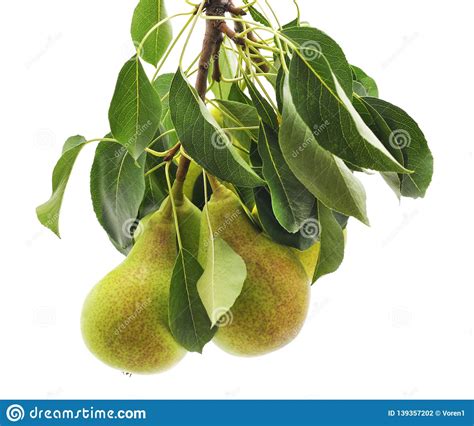 Pears On A Branchunripe Green Pearpear Treetasty Young Pear H