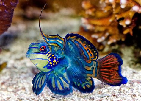 Amazing Color The Mandarin Fish Con Imágenes Fauna Marina Fauna