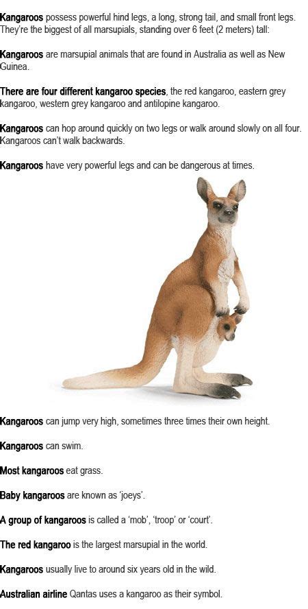 kangaroo facts  kids kangaroo facts  kids facts  kids