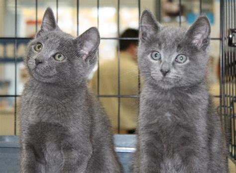 Russian Blue Mix Kittens 2 Males Web Page