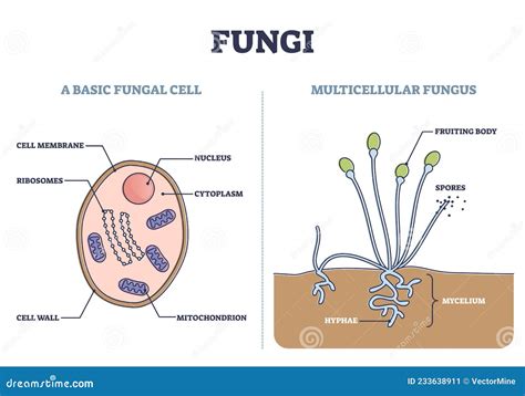 Fungi As Basic Fungal Cell And Multicellular Fungus Structure Outline