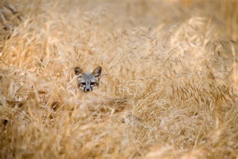 Nature In Focus Capturing The Island Fox Nature And Wildlife Discovery