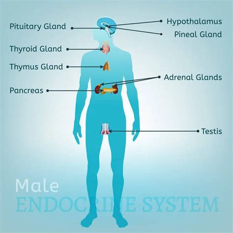 Endocrine System Image Stock Vector Image By ©annyart 161836184
