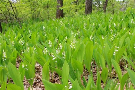 Is Lily Of The Valley Invasive Information On Planting Lily Of The
