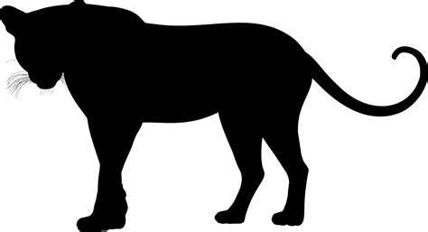 Leopard Big Cat Feline Free Vector Graphic On Pixabay