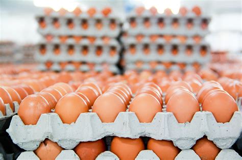 Buy Organic Farm Fresh Chicken Eggs For Sale Online