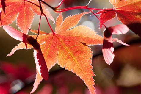 Free Images Nature Branch Bokeh Flower Petal Red Autumn