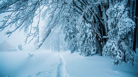 Wallpaper Winter Thick Snow Path Trees 2880x1800 Hd