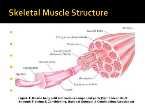 Diagram Of Skeletal Muscles