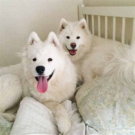 Here Is A Pair Of Cuddle Buddies Showing You That Cuteness Can Come In