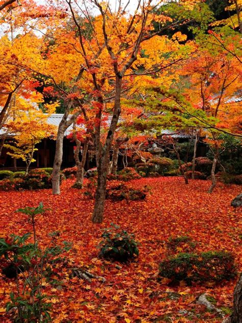 Free Download Autumn Maple Enkoji Temple Autumn Wallpaper