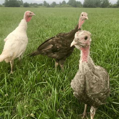 Check Out This Real Life Setup For Heritage Turkey Poults Now Featured On The Meyer Hatchery