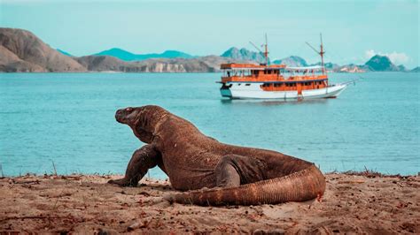 Komodo Island Trip Blog — The Island Of The Largest Lizard In The World