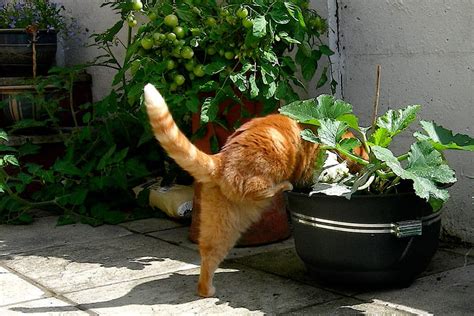 Como Evitar Que Mi Gato Haga Popo En Las Plantas