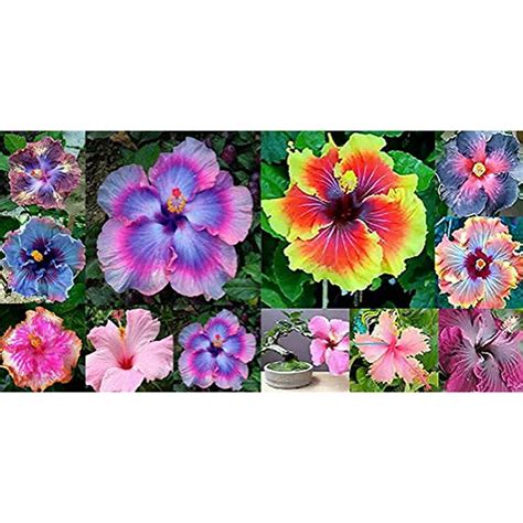 Daisy Garden Mixed Hibiscus Seeds Hibiscus Rosa Sinensis Flower Seeds