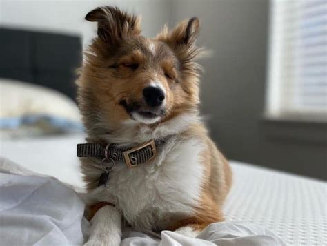 Miniature Collie Breed Info The 101 On This Cute And Smart Dog K9 Web