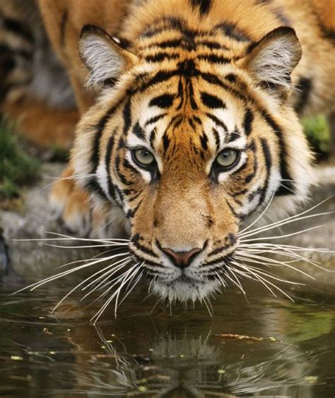 Endangered Animals Sumatran Tiger Worlds Most Endangered Species