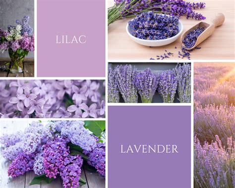 Lilac Vs Lavender Whats The Difference Nourish Your Glow