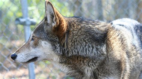 Conservation Conversations Howling For The Red Wolf North Carolina