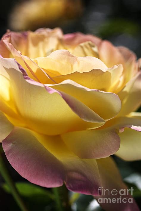Beautiful Yellow Peace Rose Photograph By Joy Watson Pixels