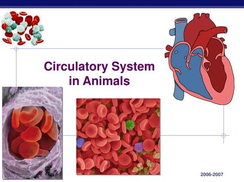 Ppt Circulatory System In Animals Powerpoint Presentation Free