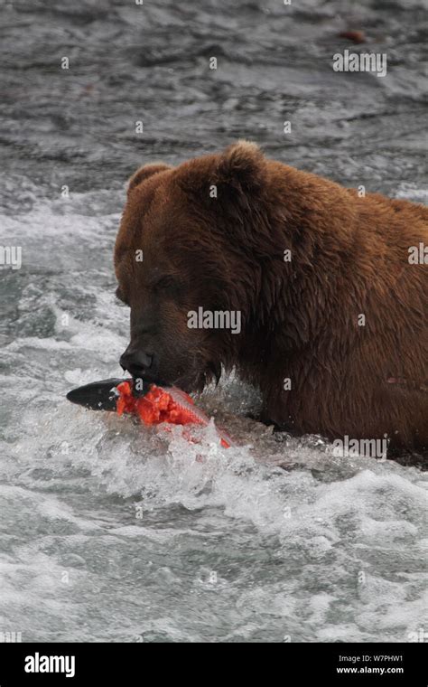 Grizzly Bear Ursus Arctos Horribilis Adult Male Eating Salmon