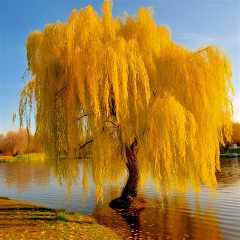 Weeping Willow Tree In Fall