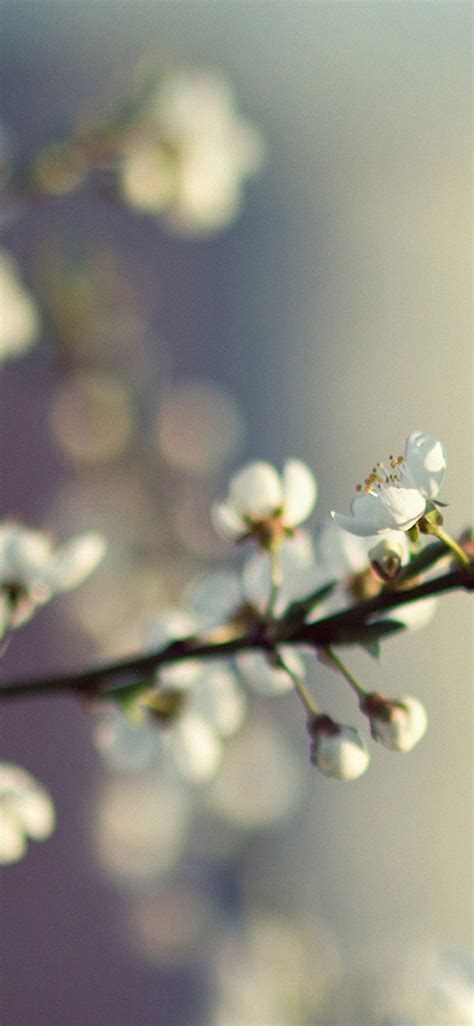 Spring Flower Bokeh Iphone X Wallpapers Free Download