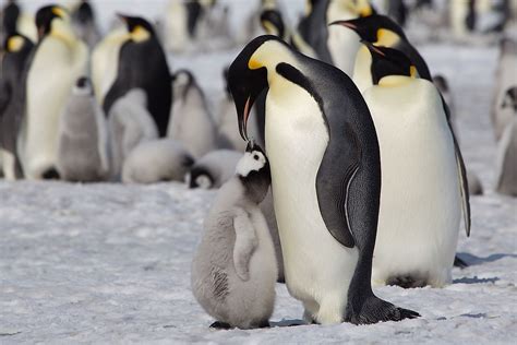 Emperor Penguin Facts Worldatlas