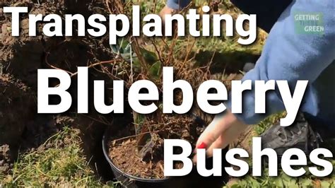 Planting Blueberry Bushes Youtube