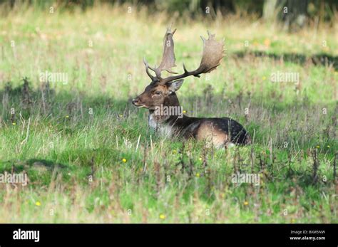 Fallow Deer Stag Stock Photo Alamy