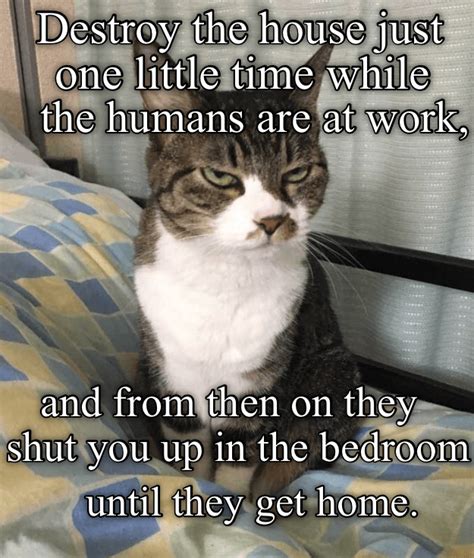 Lolcats In 2021 Cat Memes Funny Cat Memes Cats