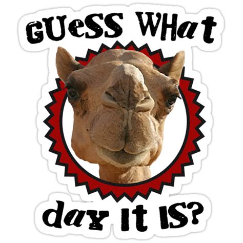 Hump Day Camel Guess What Day It Is Wednesday Is Hump Day Parody
