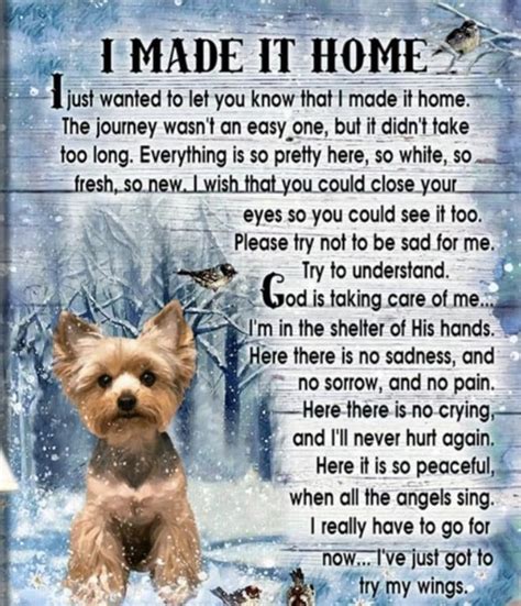 Pin By Janie Aguirre On Yorkie Loss Dog Poems Pet Grief Dog Quotes