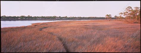 Coastal Salt Marsh Stock Image E6000039 Science Photo Library
