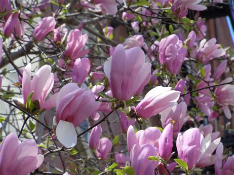 That the flowers contain much nectar is evidenced by the frequent visits of many. Magnolia Trees Indiana - Buy Flowering Jane & Sweet Bay ...