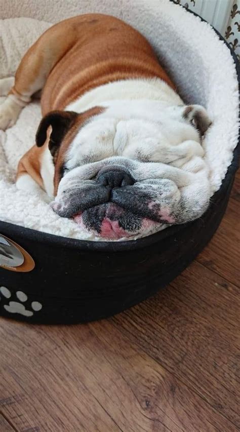 44 English Bulldogs Sleeping In Totally Ridiculous Positions Page 6