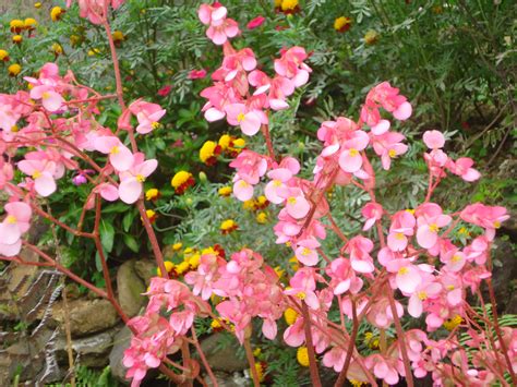Fileplantas Con Flores Rosadas