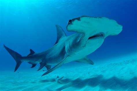 Shark Mysteries The Bizarre Reasons Behind Hammerheads Unique Heads