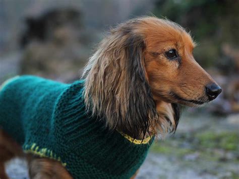 How To Knit A Dog Sweater Knitting Patterns For Dog Sweaters