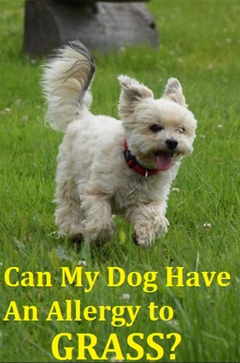 About Dogs Allergic To Grass Dogs Health Problems